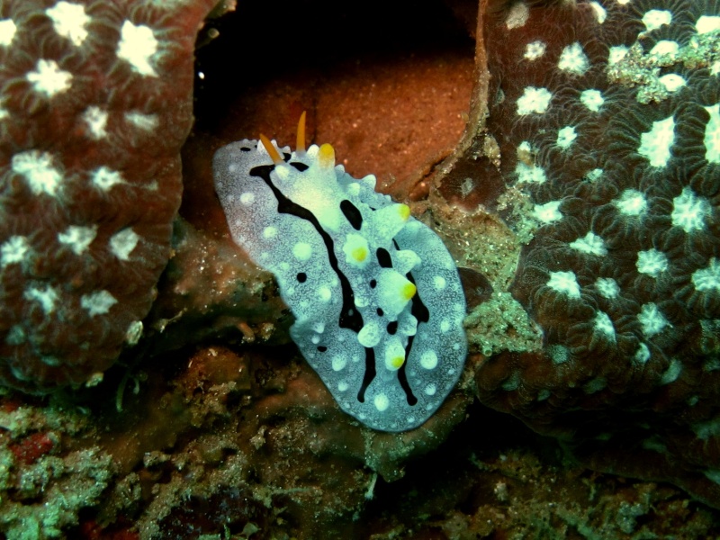 Phyllidia willani