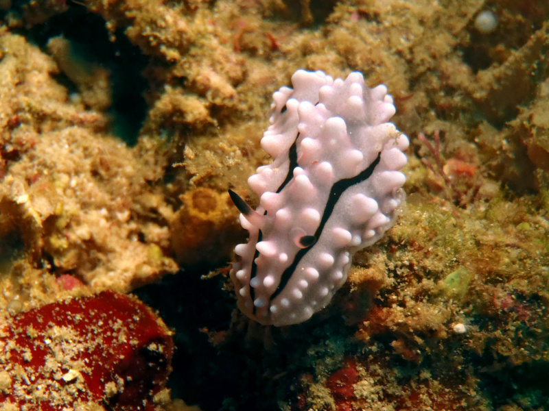 Phyllidiella rudmani