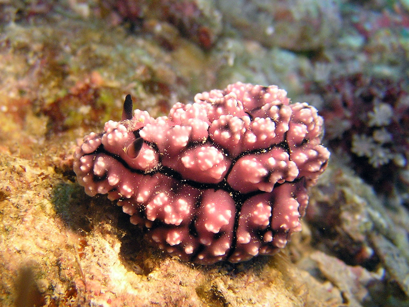 Phyllidiopsis krempfi
