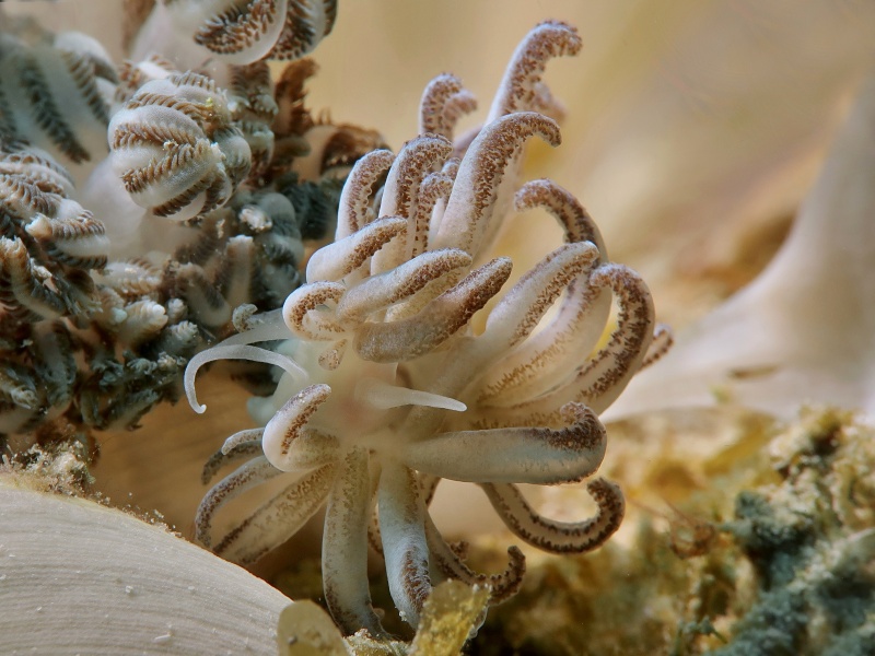 Phyllodesmium jakobsenae