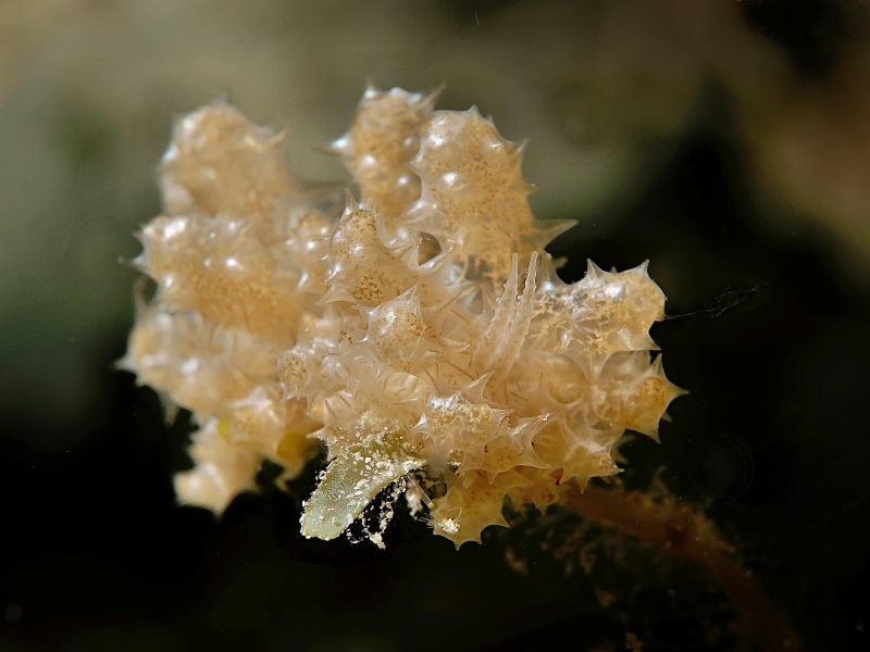 Phyllodesmium koehleri
