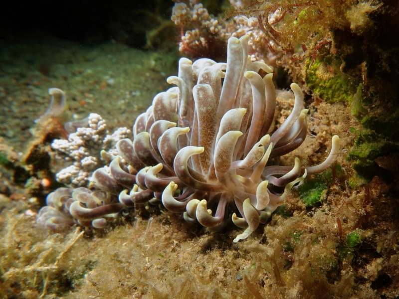Phyllodesmium magnum