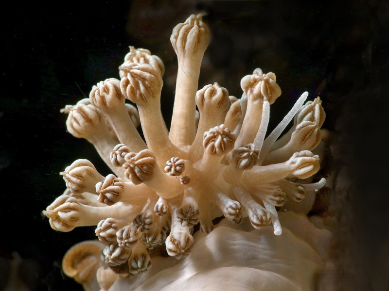 Phyllodesmium rudmani