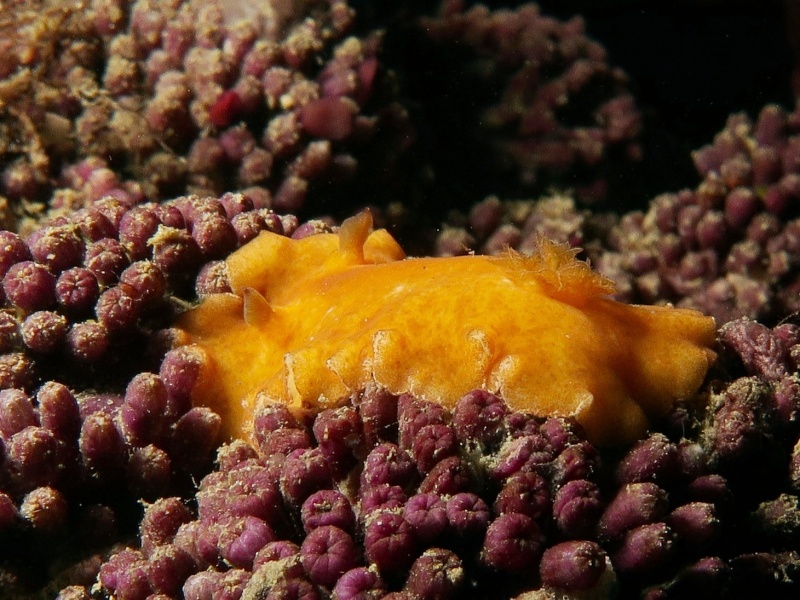 Platydoris