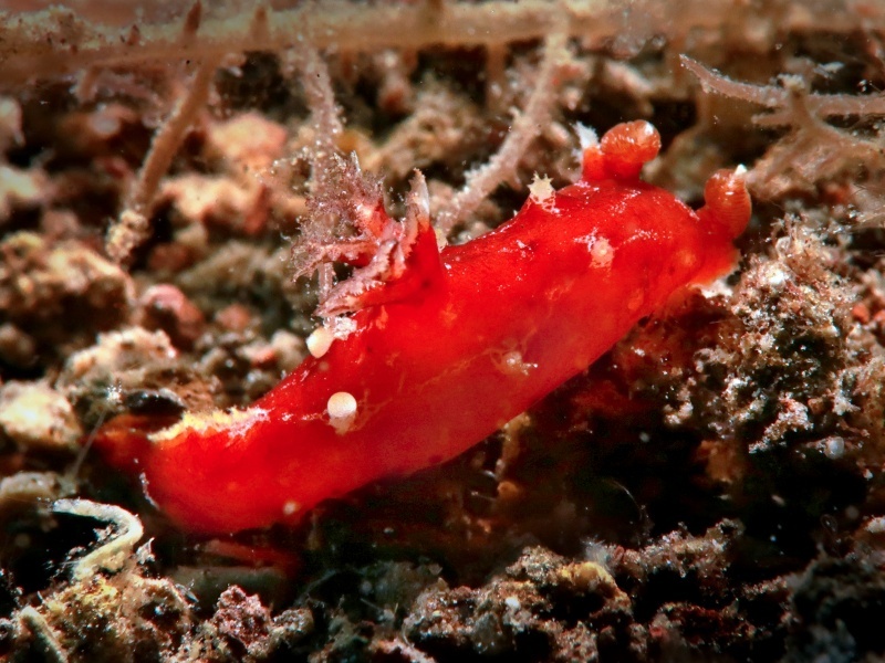 Plocamopherus maculapodium2