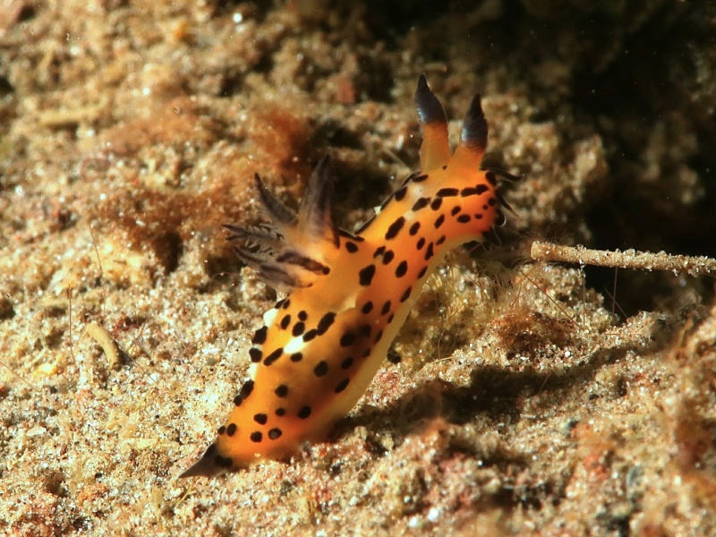 Polycera abei