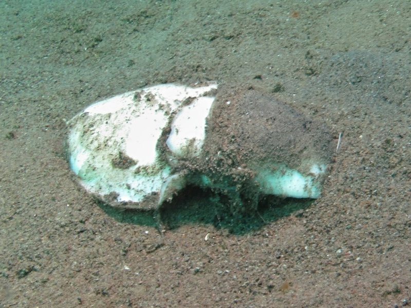 Pseudophiline hayashii