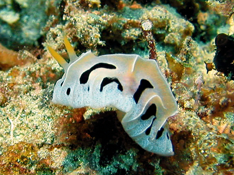 Reticulidia fungia 