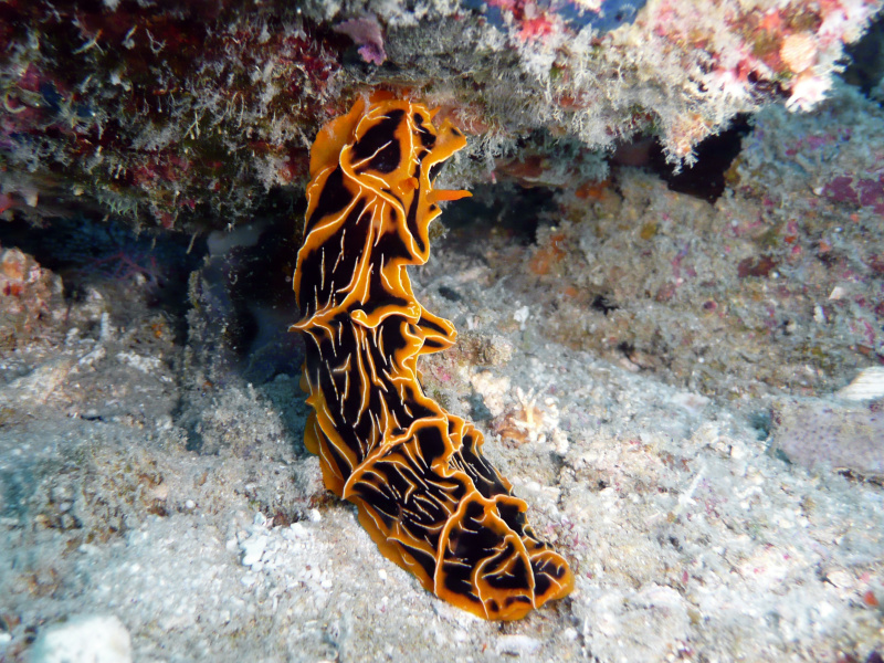 Reticulidia halgerda