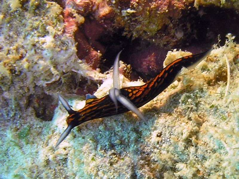 Roboastra gracilis