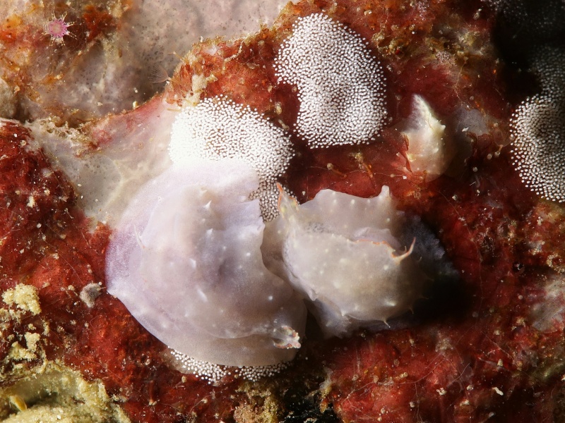 Sagaminopteron nigropunctatum 