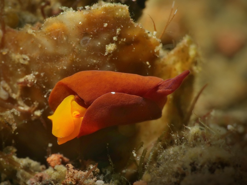 Sagaminopteron pohnpei