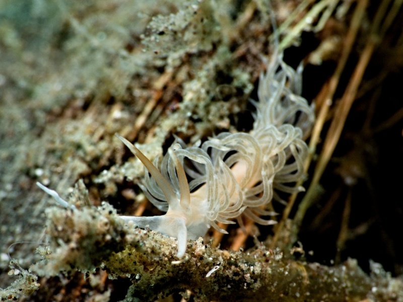 Sakuraeolis sp