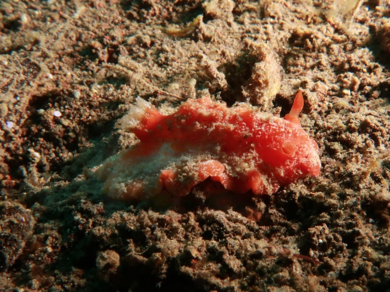 Sclerodoris tuberculata
