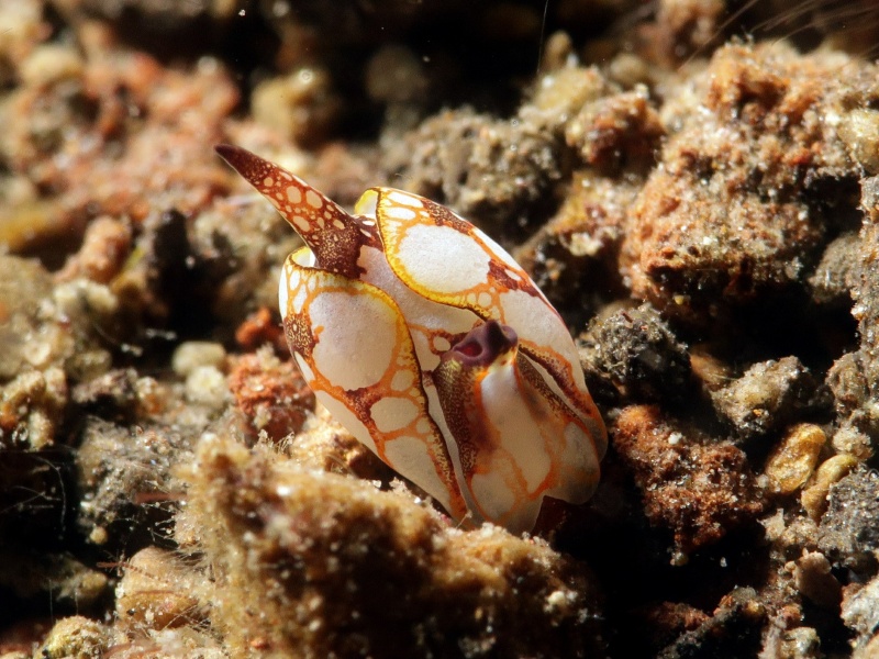 Siphopteron nakakatuwa