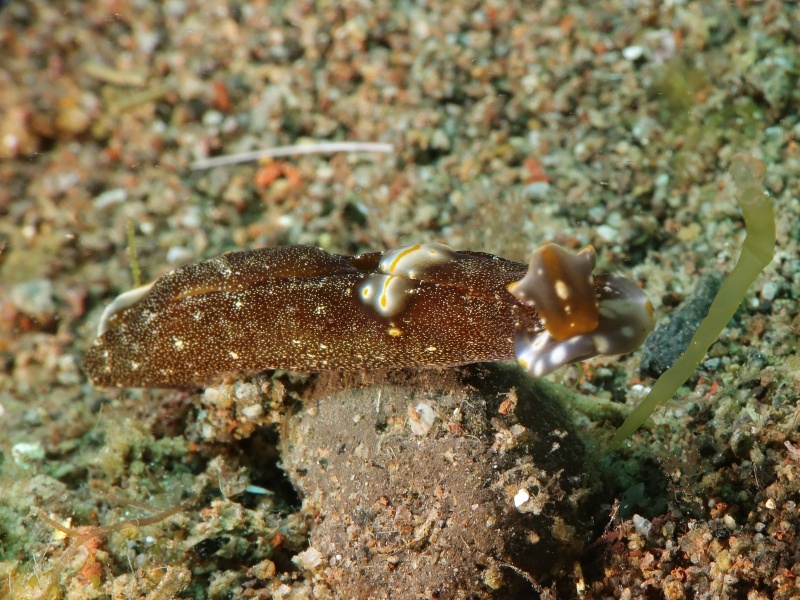 Spinoaglaja orientalis