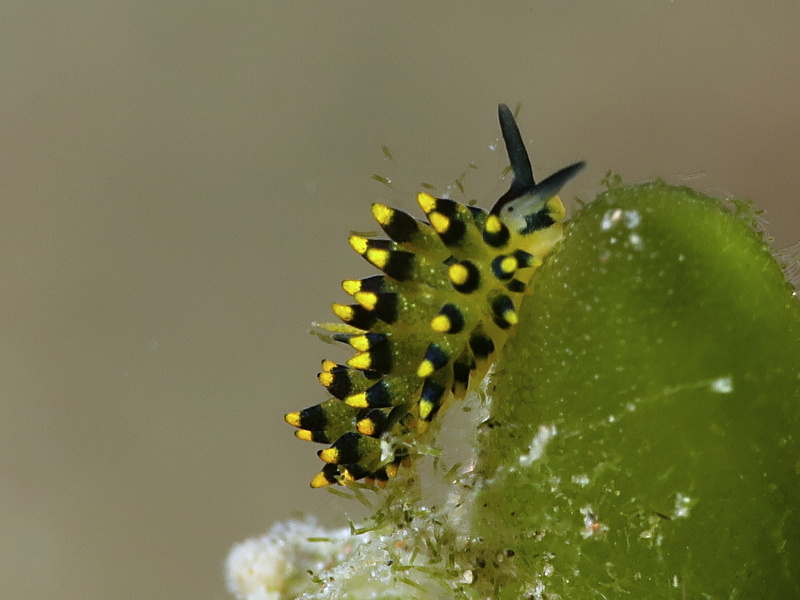Stiliger ornatus