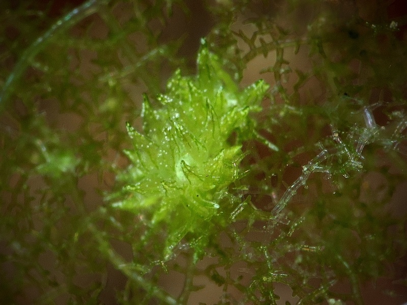 Stiliger sp 14. 