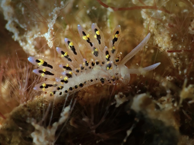 Stiliger sp. 1