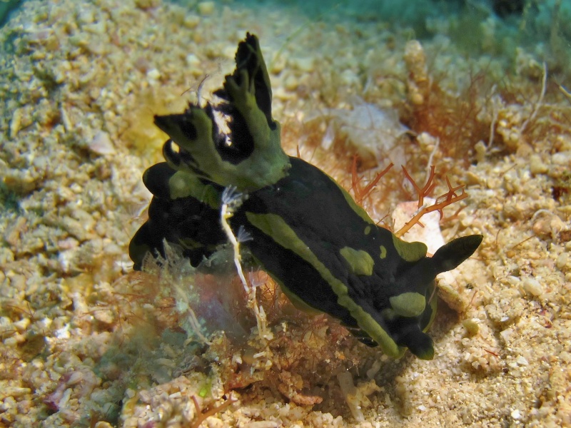 Tambja gabrielae