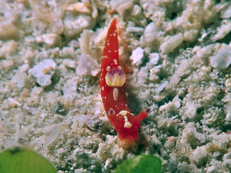 Tambja limaciformis