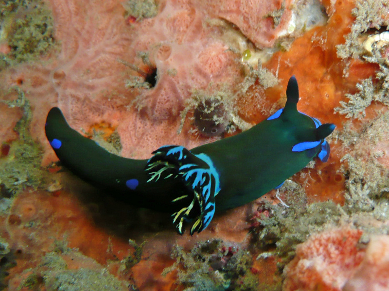 Tambja morosa