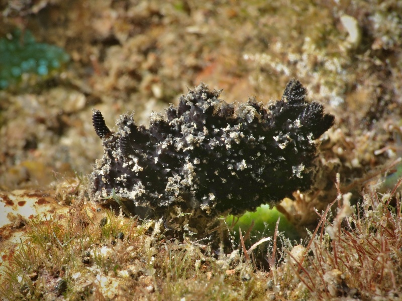 Thordisa sp. 11