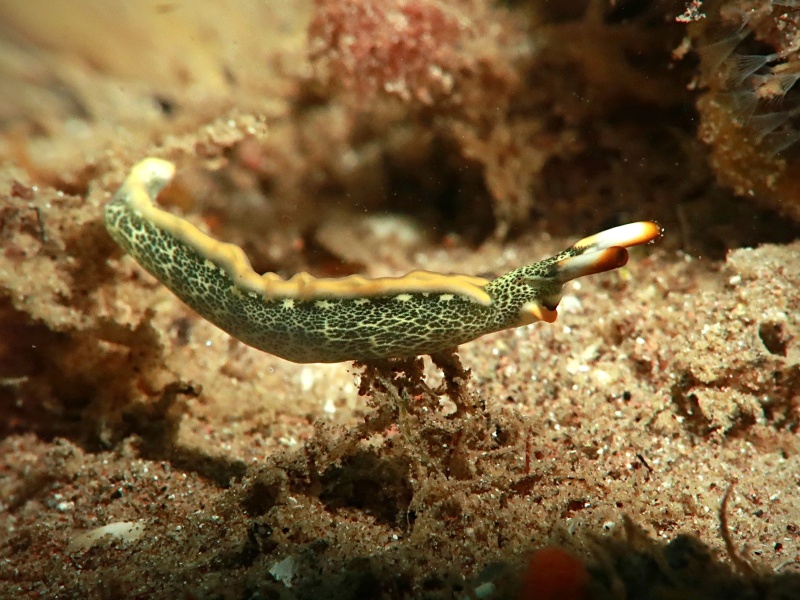 Thuridilla carlsoni