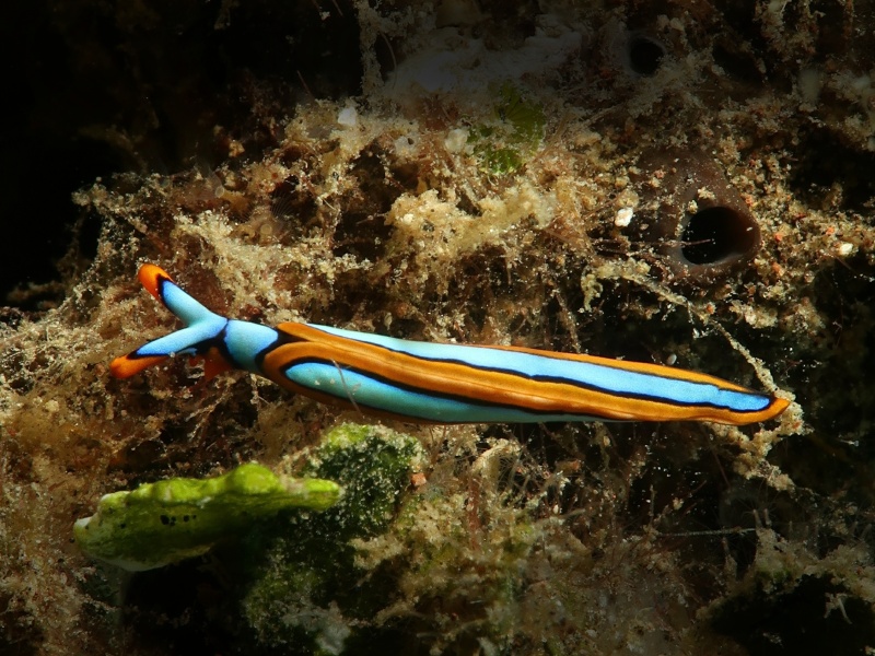 Thuridilla lineolata