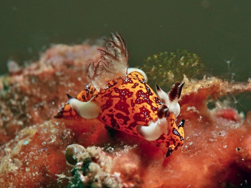 Trapania miltabrancha (2)