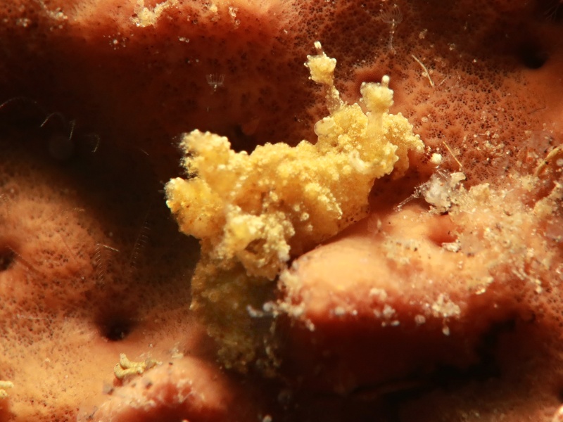 Trapania sp. 7