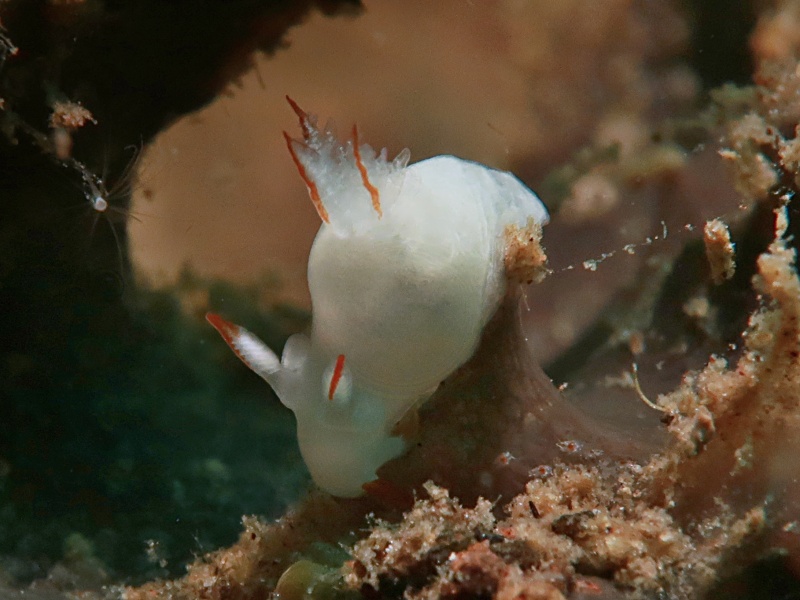 Trapania vitta (2)