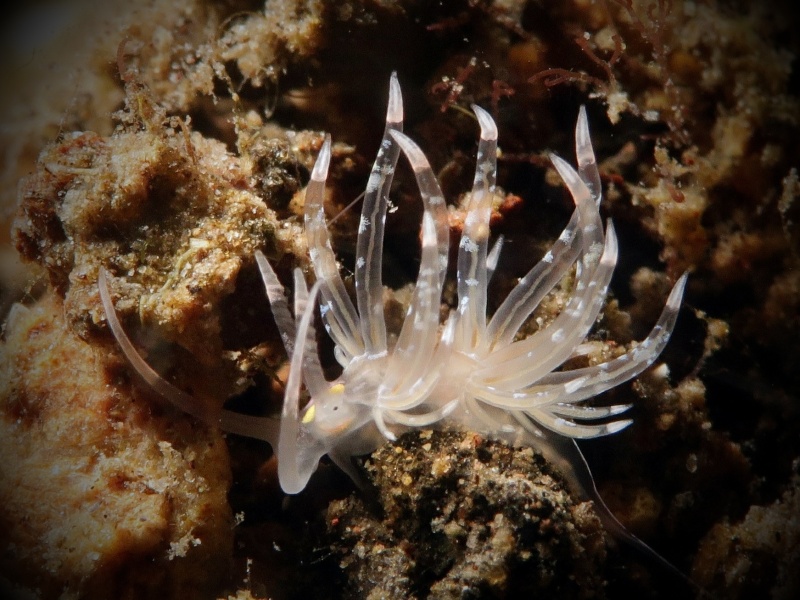 Trinchesia sp. 1