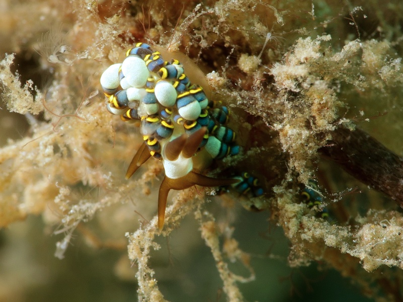Trinchesia sp. 14