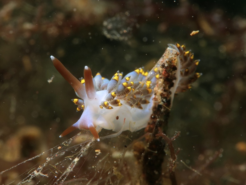 Trinchesia sp. 15