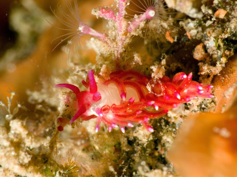 Trinchesia sp. 28