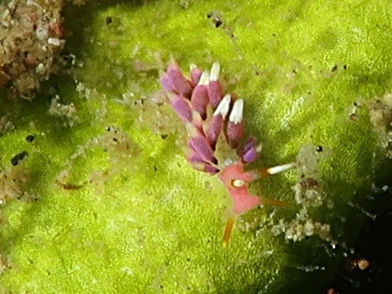 Trinchesia sp. 34