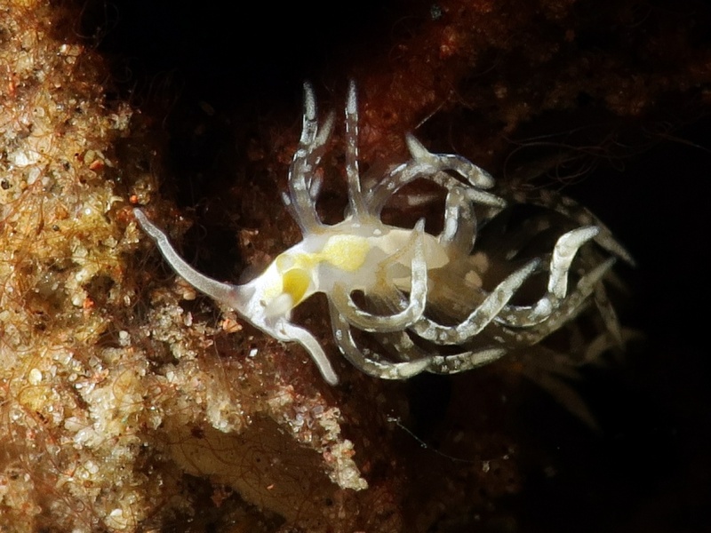 Trinchesia sp. 37