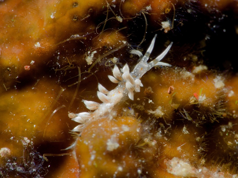 Trinchesia sp. 56