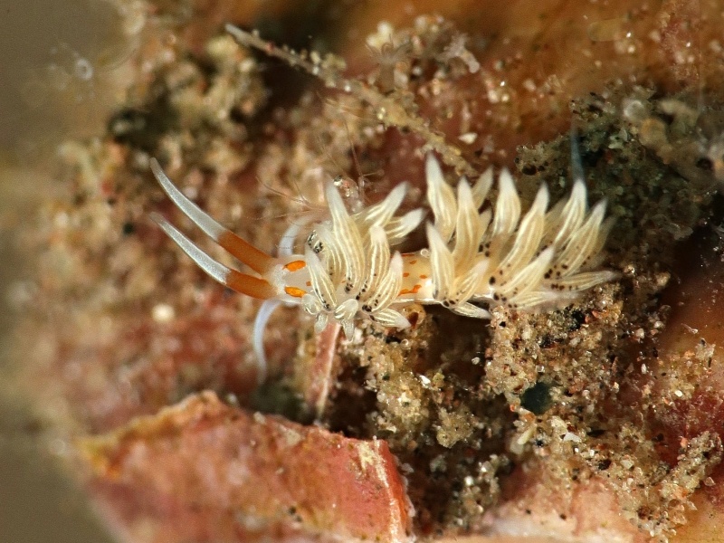 Trinchesia sp. 57