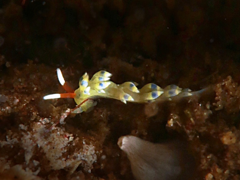 Trinchesia sp. 6