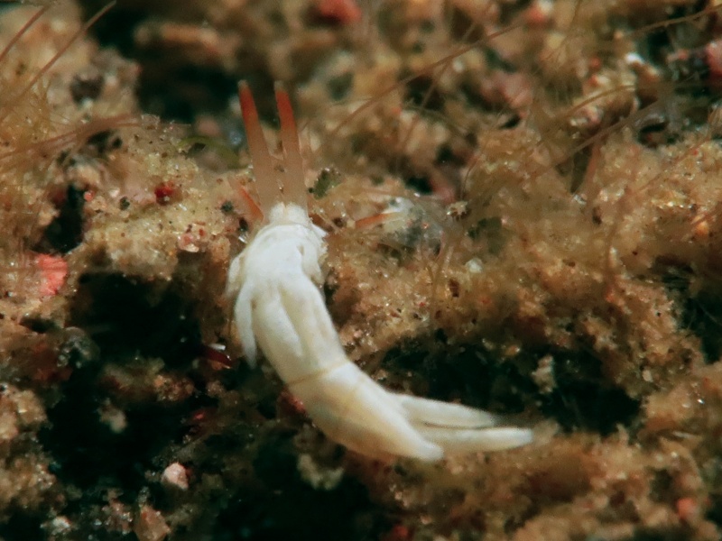 Trinchesia sp. 63