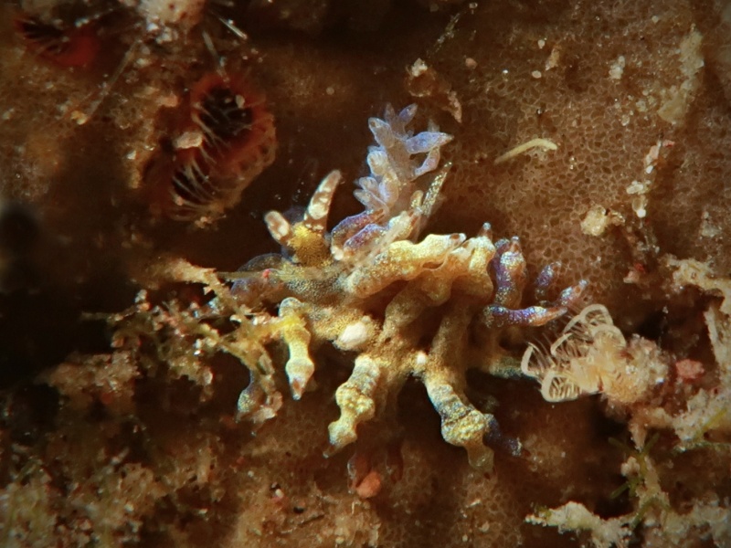 Trinchesia sp. 67