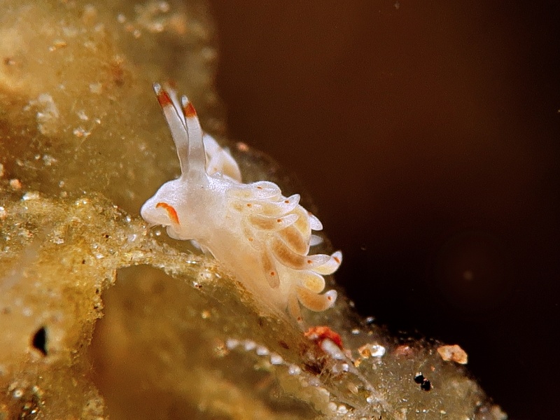 Trinchesia sp. 69