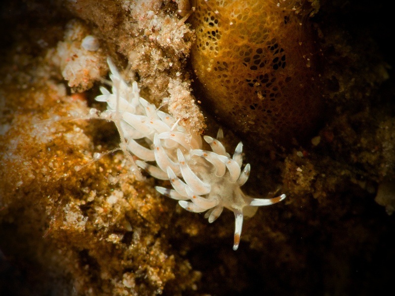 Trinchesia sp. 72