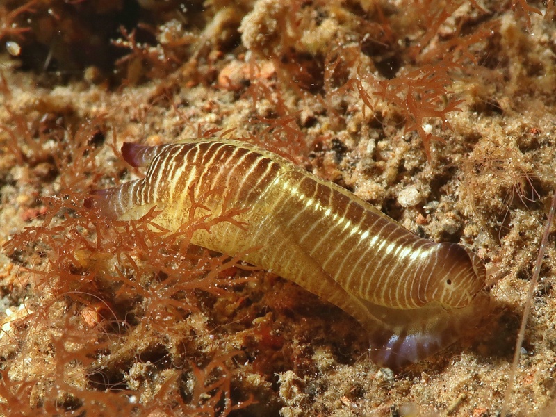 Tubulophilinopsis lineolata