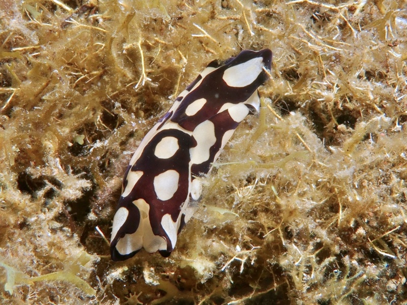 Tubulophilinopsis pilsbryi