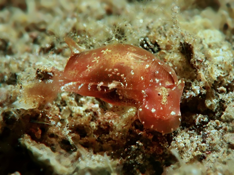 Vellicolla muscaria