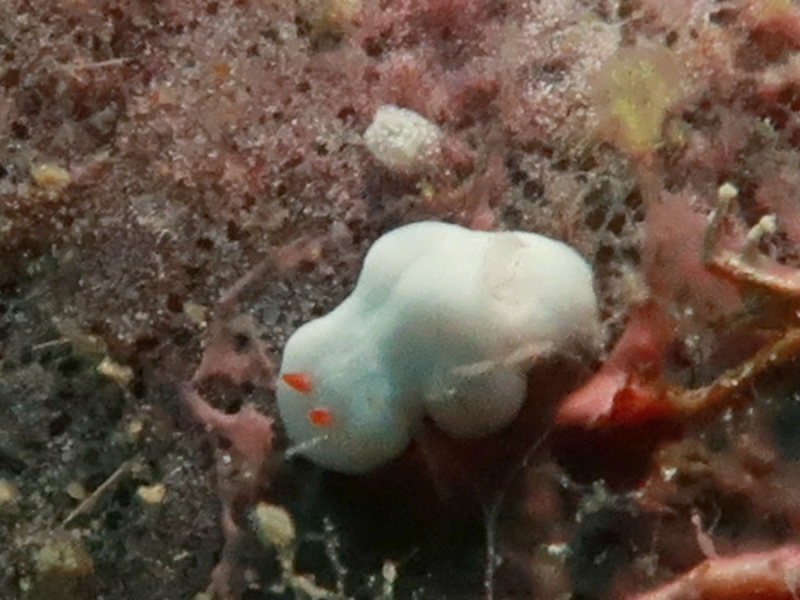 Verconia decussata