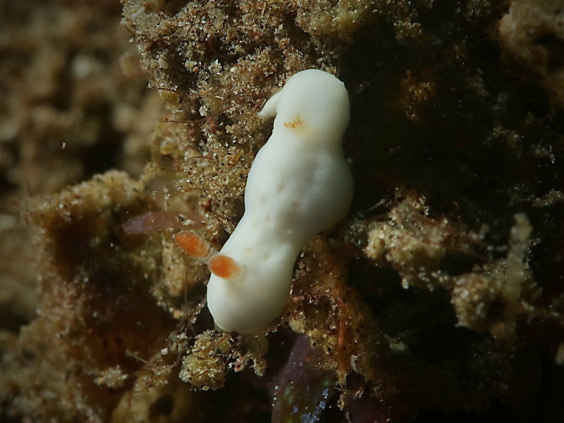 Verconia simplex